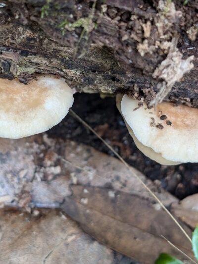 Little Ocmulgee State Park cabin - McRae-Helena, GA