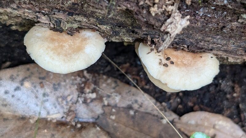 Little Ocmulgee State Park cabin - McRae-Helena, GA