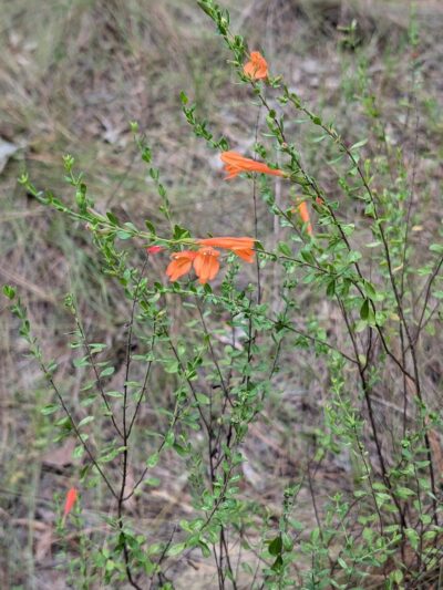 Little Ocmulgee State Park cabin - McRae-Helena, GA