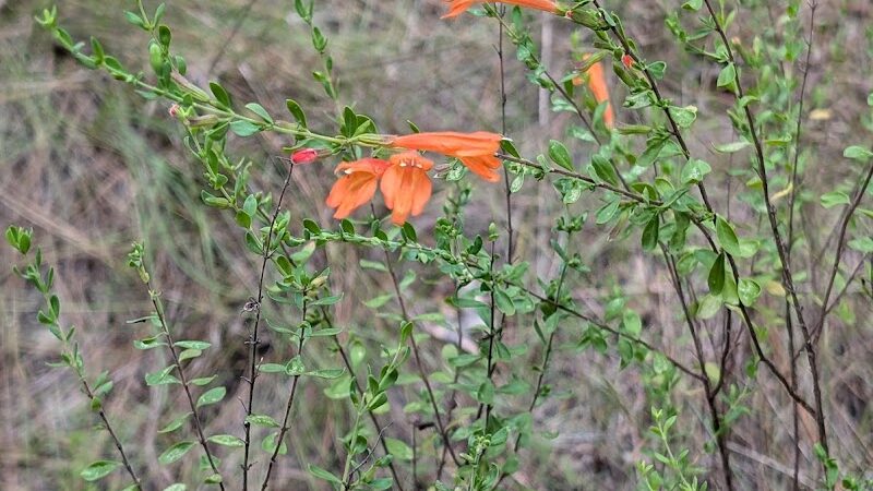Little Ocmulgee State Park cabin - McRae-Helena, GA