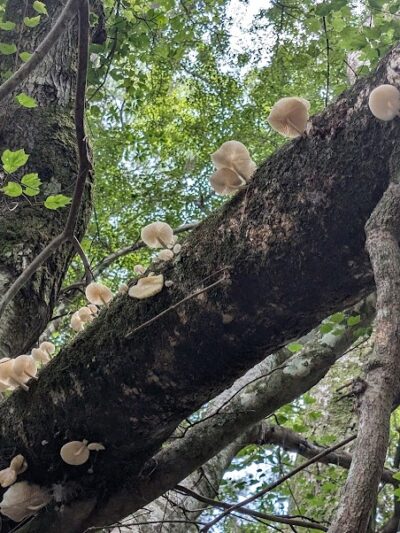 Little Ocmulgee State Park cabin - McRae-Helena, GA