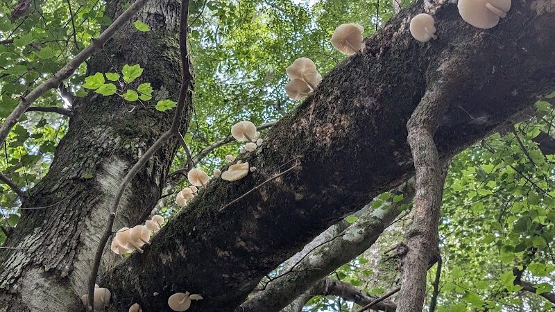 Little Ocmulgee State Park cabin - McRae-Helena, GA