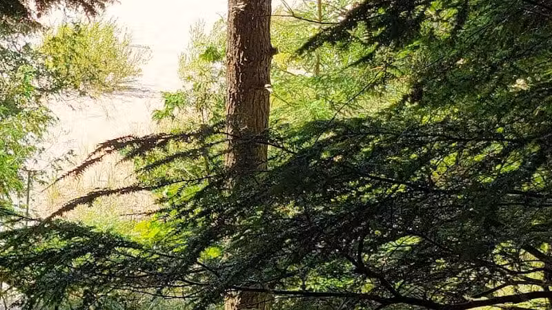 Cedar Point County Park - Mears,