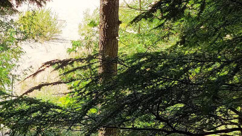 Cedar Point County Park - Mears,