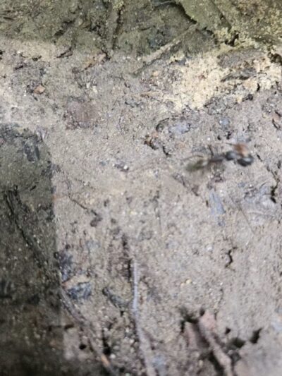 Pole Green Park - Mechanicsville, VA