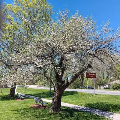 Bromley Park - Mecosta,