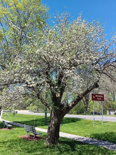 Bromley Park - Mecosta,