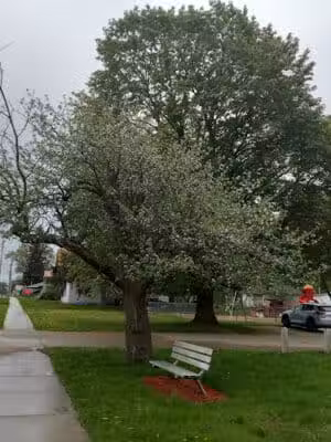 Bromley Park - Mecosta,