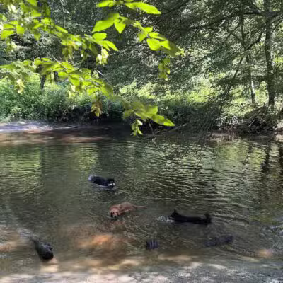 Freedom Barks - Medford, NJ