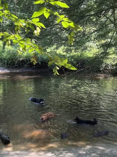 Freedom Barks - Medford, NJ