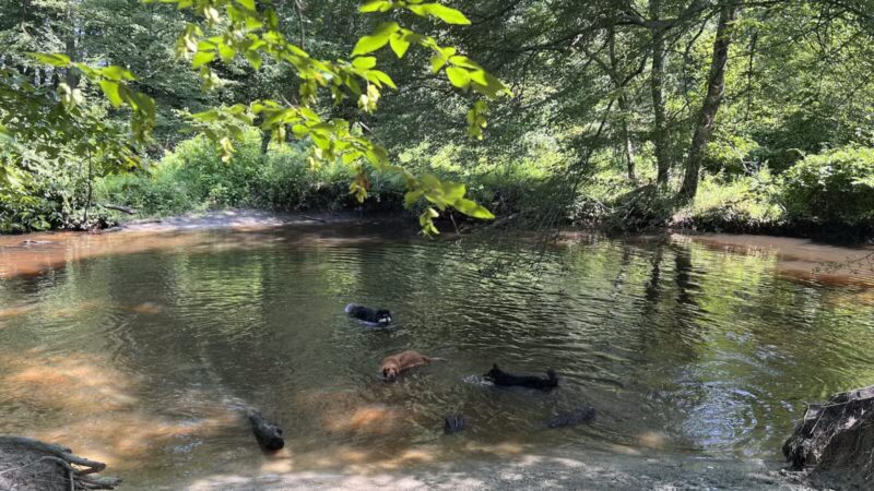 Freedom Barks - Medford, NJ