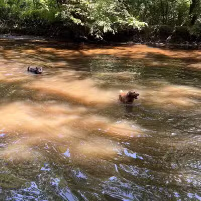 Freedom Barks - Medford, NJ