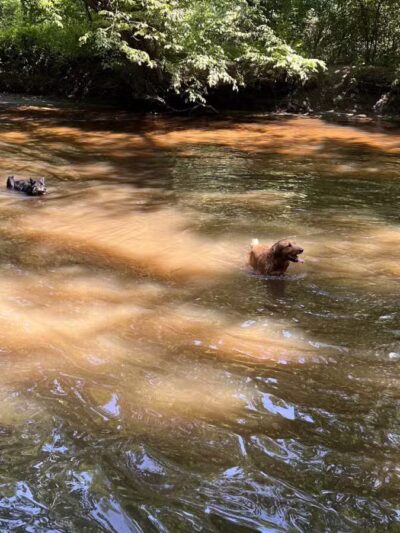 Freedom Barks - Medford, NJ