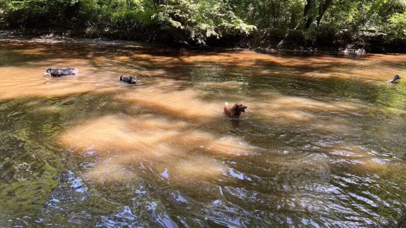 Freedom Barks - Medford, NJ
