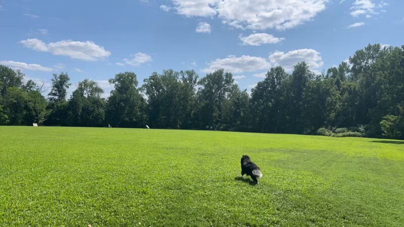 Freedom Barks - Medford, NJ