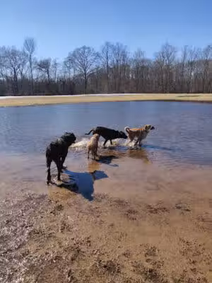 Freedom Barks - Medford, NJ