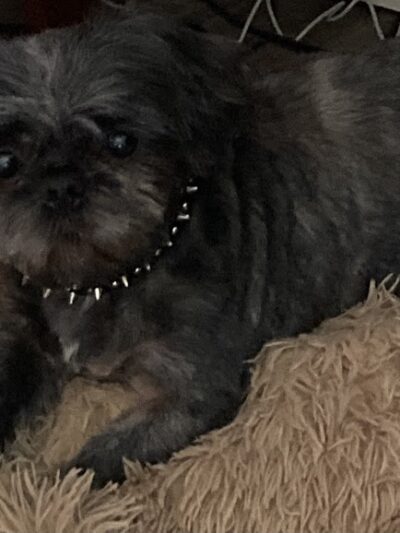 The Downtown Dog Medora, LLC - Medora, IN