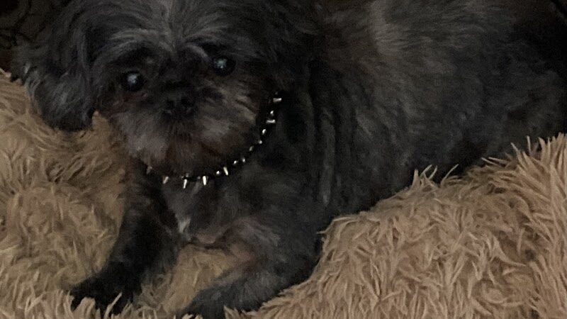 The Downtown Dog Medora, LLC - Medora, IN