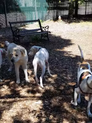 Medway Dog Park - Medway, MA