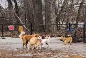 Melrose Dog Park - Melrose, MA