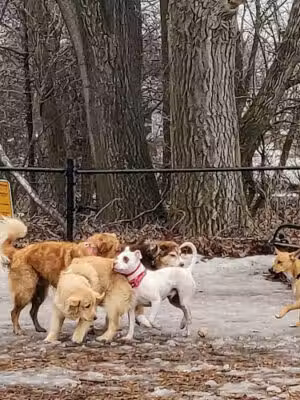 Melrose Dog Park - Melrose, MA