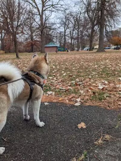 Coogan Park - Melvindale,