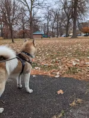 Coogan Park - Melvindale,