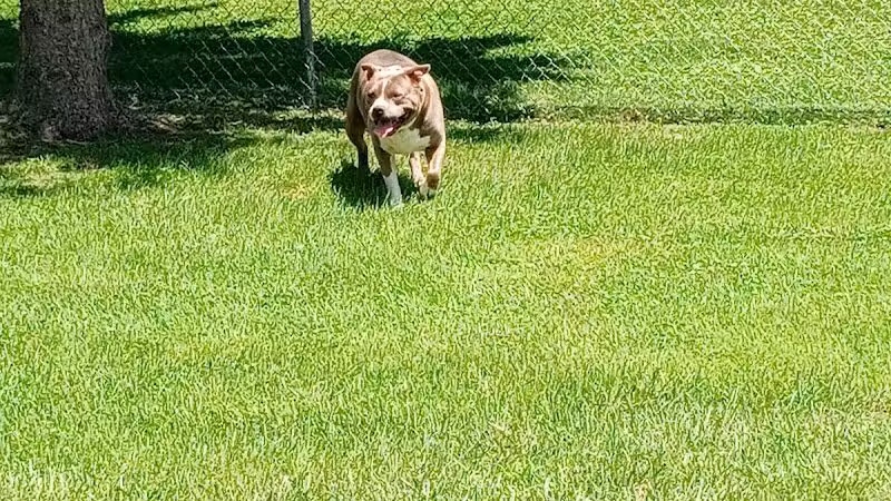 Old school park - Memphis,