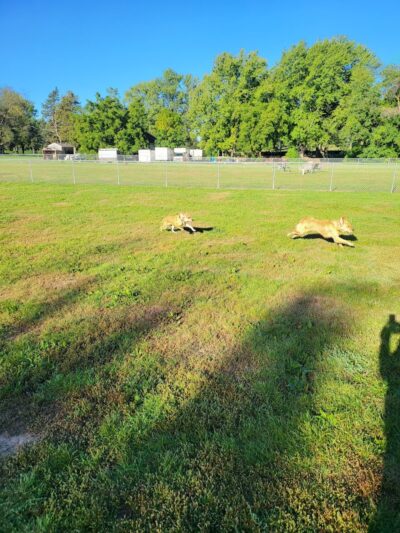 City Of Mendota Heights Off-leash Dog Area - Mendota Heights, MN