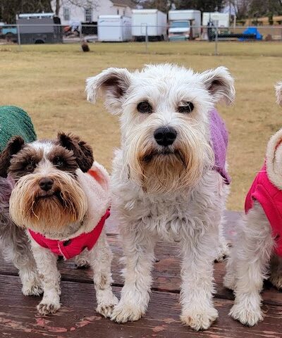 City Of Mendota Heights Off-leash Dog Area - Mendota Heights, MN