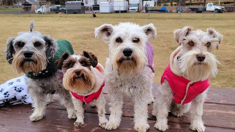 City Of Mendota Heights Off-leash Dog Area - Mendota Heights, MN