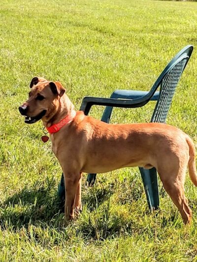 City Of Mendota Heights Off-leash Dog Area - Mendota Heights, MN