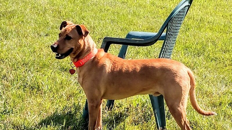 City Of Mendota Heights Off-leash Dog Area - Mendota Heights, MN