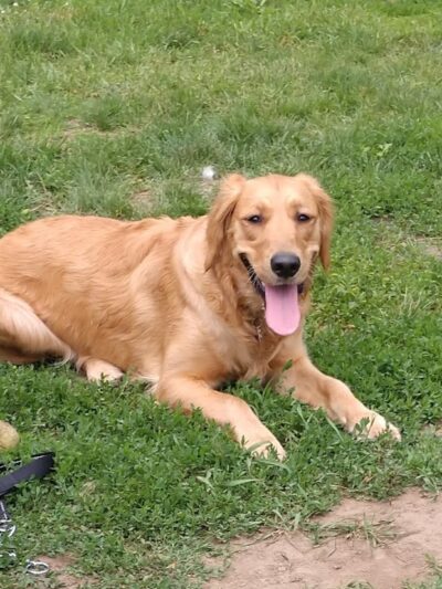 City Of Mendota Heights Off-leash Dog Area - Mendota Heights, MN