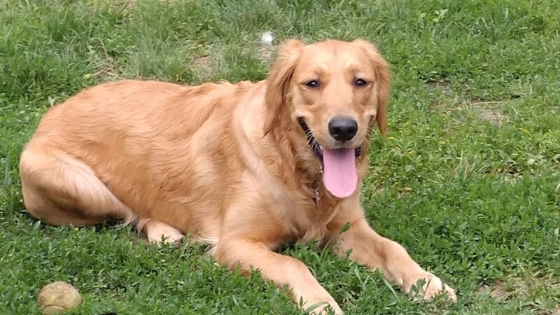 City Of Mendota Heights Off-leash Dog Area - Mendota Heights, MN