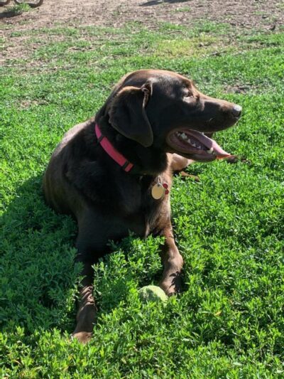 City Of Mendota Heights Off-leash Dog Area - Mendota Heights, MN