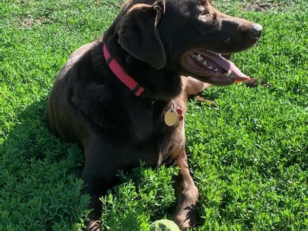 City Of Mendota Heights Off-leash Dog Area - Mendota Heights, MN
