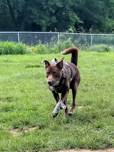 City Of Mendota Heights Off-leash Dog Area - Mendota Heights, MN