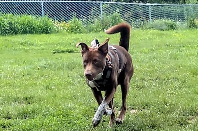 City Of Mendota Heights Off-leash Dog Area - Mendota Heights, MN