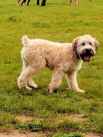 City Of Mendota Heights Off-leash Dog Area - Mendota Heights, MN