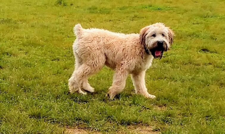 City Of Mendota Heights Off-leash Dog Area - Mendota Heights, MN