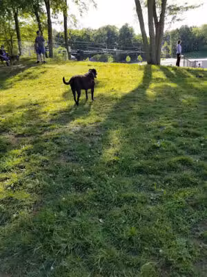 Meriden Dog Park - Meriden, CT