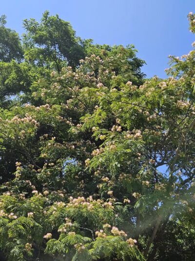 Norman J. Levy Park & Preserve - Merrick, NY