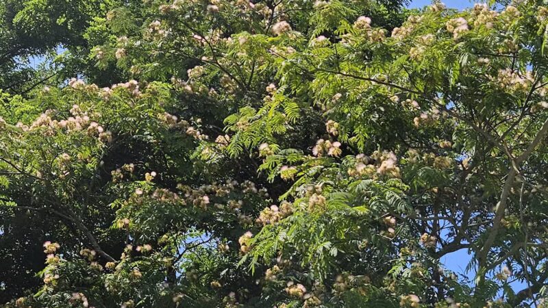 Norman J. Levy Park & Preserve - Merrick, NY