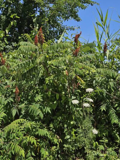 Norman J. Levy Park & Preserve - Merrick, NY