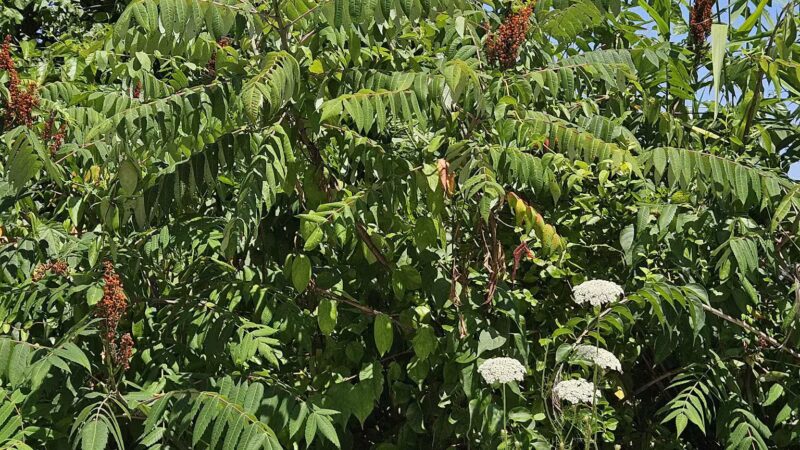 Norman J. Levy Park & Preserve - Merrick, NY