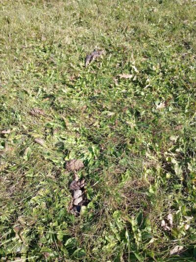 Merrill Dog Park - Merrill,