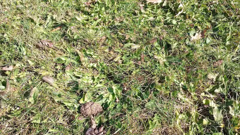 Merrill Dog Park - Merrill,