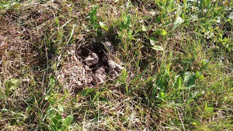 Merrill Dog Park - Merrill,