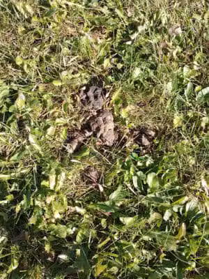 Merrill Dog Park - Merrill,